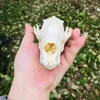 1 st Real Red, Silver, Cross Skull Animal Specimen Europe Taxidermy Bar Medicin Juldekoration Gift 210811