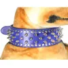 Dog Collar Leashes Widing Spiked Collar PU Personlig Justerbar Pet Walking Training Dogs Stor produkt Martingale