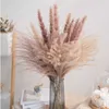 Real Wheat Decoration Natural Pampas Rabbit Tail Grass Dried Flowers For Wedding Party DIY Craft Typha Lagurus ovatus Phragmites Y0630