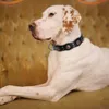 Collier de chien en cuir véritable Durable colliers de base pour animaux de compagnie réglables à la main noir marron pour chiens de taille moyenne Pitbull 210729
