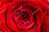Обои на заказ цветы обои 3d, красная роза роза для гостиной спальня телевизор фон водонепроницаемый
