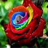 100 adet Gül Tohumları Dekoratif Peyzaj Radyasyon Koruma Doğal Büyüme Bir Yaz Residence için Tüm Renkler Çeşitli Çeşitli Güzellik ve Hava Arıtma