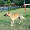 Köpek Yaka Tasmalar Yüksek Kalite Güçlü Tasma Pet Eğitim Koşu Halat Küçük Orta Büyük Malzemeler için Dayanıklı Naylon Dayanıklı Naylon
