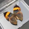 1 шт. Натуральный реальный образец бабочки, красочные смешанные симпатичные бабочка образование преподавание домашнего декора искусства материал подарок DIY 210408