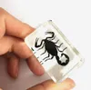 Fashion Black Gothic Scorpion King Insect Taxidermy Embedding Vogue paperweight