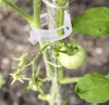 jaula de soporte de planta de tomate