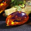 5 pièces ambre fossile avec insectes échantillons pierres cristal spécimens décorations pour la maison Collection ovale pendentif motif aléatoire