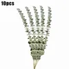 Fiori decorativi Corone 10pcs Natural Eucalyptus foglie foglie secche fiore di nozze decorare eucalipto steli per ornamenti domestici fai da te verde deco