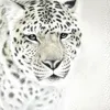 Animal White Leopard wallpaper Photo Mural Customized Size Non-woven 3D Wall Paper Living Room TV Sofa Background Modern Simple Home Decor