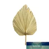 Naturtorkad Cattail Leaf Solrosfläkt Palm Leaves Bohemian Home Decoration Flower Beige With Stem Andra Decor Fabrikspris Expert Design Kvalitet Senaste Style