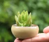 arden Planters Flower Pots Planterss 50Pcs/Lot Microlandschaft Minis Succulent Plants Flowers Vase Flowerpot Terrarium Container Mini Bonsa