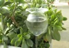 نباتات مائية ذاتية السقي كرات يدوية منفوخة بمصابيح مياه زجاجية شفافة للداخلية في الهواء الطلق 2 شكل زهرة