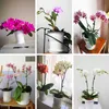 Meshpot Vaso da fiori in plastica Doppi strati Contenitore per fioriera per orchidee Migliora la quantità di radici e l'attività Fioriera Decorazione domestica 210615
