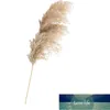 Torkad Pampas Grass Decor Wedding Flower Bunch Natural Växter För Hem Juldekorationer Present Torka Blomma Fabrikspris Expert Design Kvalitet Senaste Style