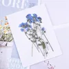 100pcs,Natural Pressed forget-me-not flowers with Stem,Real Dried Flower for DIY Wedding invitation Craft Bookmark Gift Cards 210624