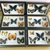 Colección de Material educativo de espécimen Real de mariposa bonita/decoración de arte de mariposa 211101