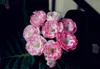 100 шт. Imported Gloxinia Seams Seeds Sinningiane Perennial Bonsai Цветок для дома и садовой горшок легко вырастить очистить воздух поглощать вредные газы Разнообразие цветов