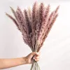 Pampas Grass 30pcs ration Torra blommor Natural Reed Phragmites Bunch Communis Dekoration Horsetail Whisk Lagurus ovatus 220311