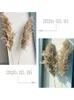 Echte Pampas Gras Dekor natürliche getrocknete Blumen Pflanzen Hochzeit Blumen trockener Blumenstrauß flaumig reizend für Ferien Wohnkultur 496