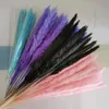 Dekorativa Blommor Kransar Dekoration 15 st Rosa Vit Liten Reed Torkad Bulrush Phragmites Pampas Grass Wedding Home Decor