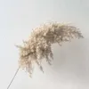 10/20pcs Pampas Grass Fluffy Dried Natural Reed Flowers Bouquets Contains Colored Plastic Vase Christmas Home Wedding Decor 210624