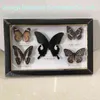 Piękny motyl Okręg Edukacyjny Materiał Kolekcja / Butterfly Po Ramki Grafika Dekoracja Dom 211101