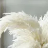 ホワイトカラー大型リアルドライパンパス草の結婚式の装飾花束自然な植物00311