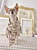 Camicia da gatto sphynx estate pattini sottili abiti senza peli abiti corti abiti outfit abiti da compagnia costumi9711671