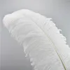 Plumes d'autruche blanches élégantes, pour artisanat, fournitures de fête de mariage, décoration de danseuse de carnaval, Plumas, vente en gros, 15-75cm