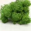 Eternal Life Moss Garden Home Decoration Wall DIY Flower Material Natural Norwegian Reindeer Moss Micro Landscape Accessories Y0630