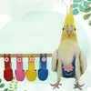 cockatiel leash.