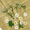 Ghirlande di fiori decorativi pressati Mini secchi Scrapbooking fai da te per la casa Matrimonio Natale Navidad Decorazione per feste Flores Secas