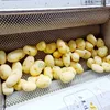 Typ 45 Obst Gemüse Wasch- und Schälmaschine Schäler Kartoffelmaschine Taro Trotters Meeresfrüchte Wurzel Ingwer Reinigung Hersteller