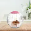 Small Animal Supplies 2 Stück 5,7 Zoll Pet Running Ball Kunststoff Grounder Jogging Hamster Exer für Haustiere