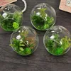 terrarium en verre de 12 cm