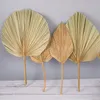 1pcs Palm Fan Floa foglia secchi Fiore Finestra Finestra Partito Art Parete Appeso Decorazione Arco di nozze Arco Disposizione decorativa Fiori Fiori Ghirlande