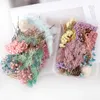 Mix Beautiful Real Dried Flowers Natural Floral for Art Craft Scrapbooking Resin Jewelry Craft Making Epoxy Mold 20220112 Q2