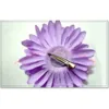 Gerbera Daisy Flower with Clips Baby Hair Bows Alligator Grip Girls Accessories Barrettes5715050
