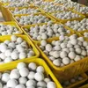 Wooldroger Balls Wasserijproducten Herbruikbare natuurlijke stofverzachter vermindert Statische wassen Schone bal helpt droge kleding in de wasserijen sneller