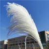 Dekorativa Blommor Kransar Dekoration 15 st Rosa Vit Liten Reed Torkad Bulrush Phragmites Pampas Grass Wedding Home Decor