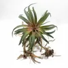 Grande pianta succulenta dell'ananas artificiale dell'aria artificiale Tillandsia Green Leaf Ho