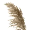 Mazzo di fiori da sposa di colore chiaro, fiore di erba di pampa essiccata naturale, bella canna, decorazione natalizia per la casa, Phragmites 210831