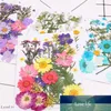 Pressed Flower Mieszane Organiczne Naturalne Suszone Kwiaty DIY Art Floral Decors Kolekcja Prezent Cena Fabryczna Ekspert Projekt Jakość Najnowszy styl Oryginalny status