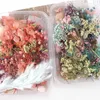 Mix Beautiful Real Dried Flowers Natural Floral for Art Craft Scrapbooking Resin Jewelry Craft Making Epoxy Mold 20220112 Q2