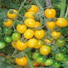 100 unids Arco iris Juicy Tomate Flower Semillas para el patio Césped Suministros de jardín Suministros Bonsai Plantas deliciosas sabrosas sabrosas orgánicas frescas No-GMO La tasa de germinación 95% Crecimiento natural