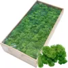 40g Plantes vertes artificielles Life éternelle Moss Grass maison salon décoration de jardin mini paysage fausse fleur bricolage artisanat