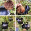 Planters & Pots 100pcs Plant Grafting Rooting Ball Breeding Case Growing Box Root Device High Pressure Propagation Balls For