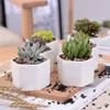 plantes en pots en céramique