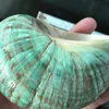 Tapisserier 10 cm grönt turbo naturligt sällsynt riktiga havskal conch fantastisk helande dekor hav 1 st