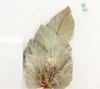 10 pz/lotto Reale Tifa Fan conservato Secco Naturale Foglie di Palma Fresche Per Sempre materiale vegetale per la casa Decorazione di Cerimonia Nuziale RRD6639